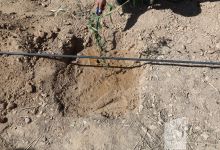 گزارش تصویری مراسم روز درختکاری